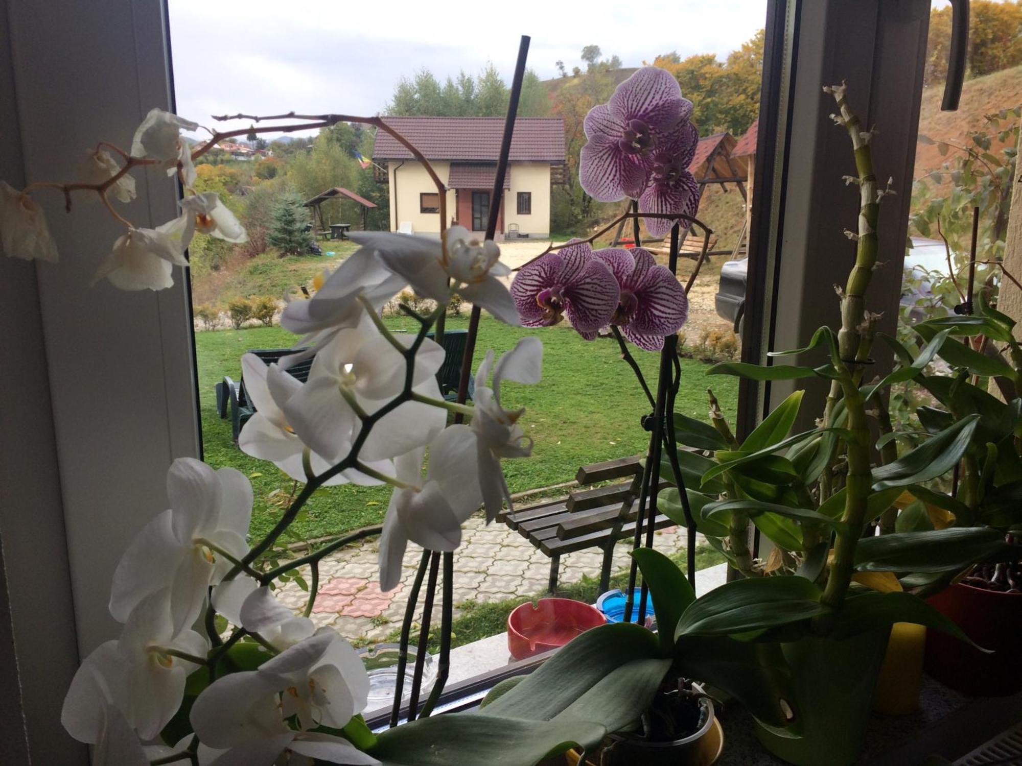 Cabana 7 Brazi Poiana Mărului Extérieur photo